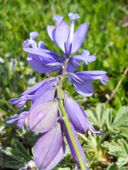 Polygala major / Poligala maggiore